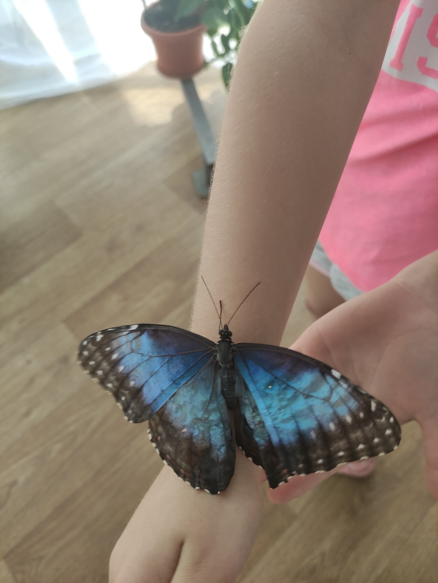 Обеци от светли пеперудени крилца с две лица